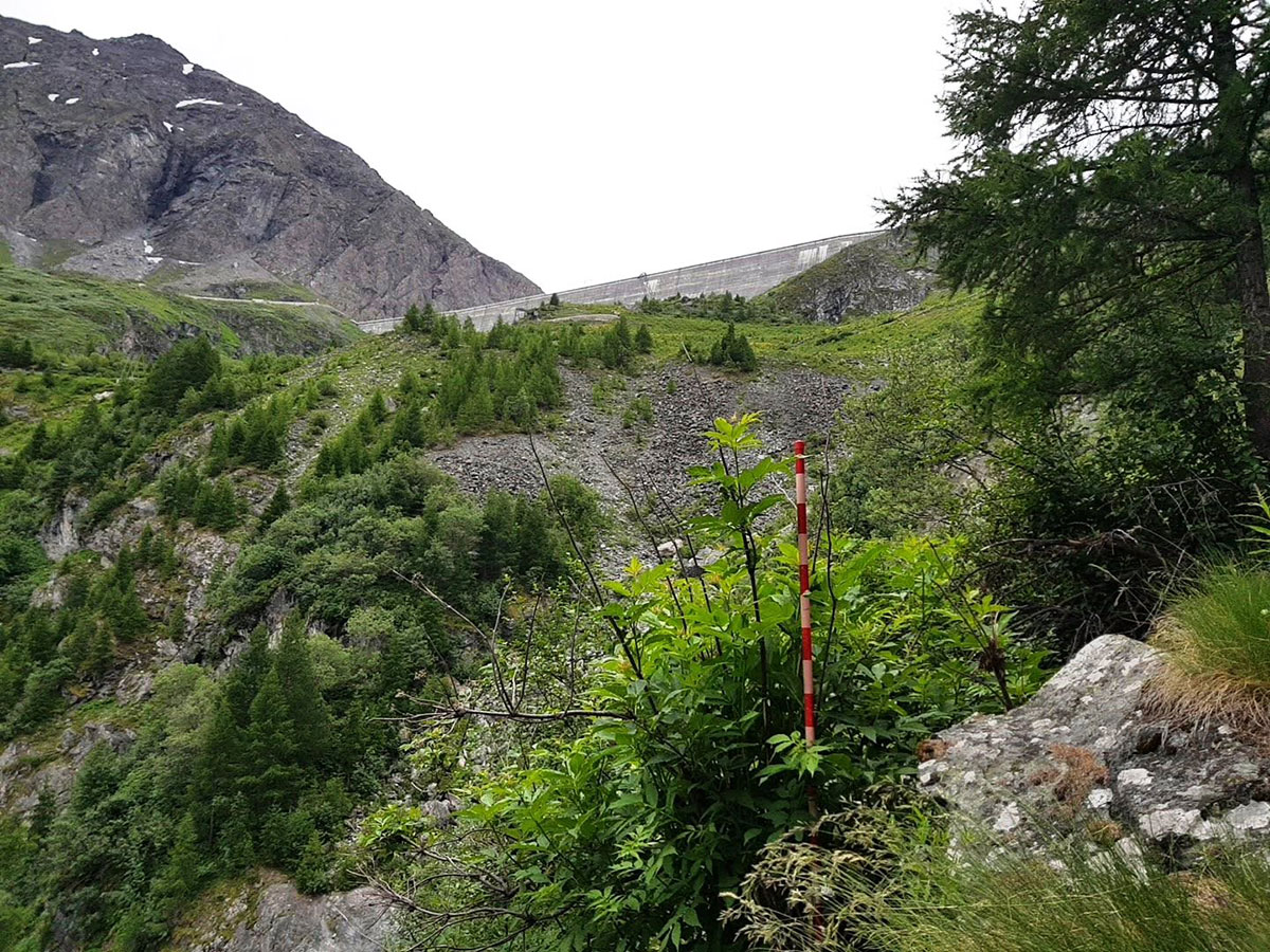 Baumfoto