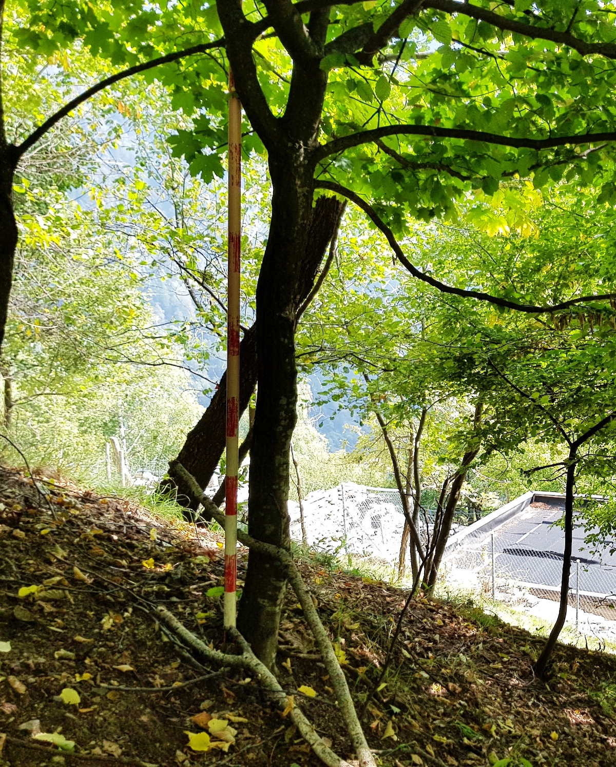Baumfoto