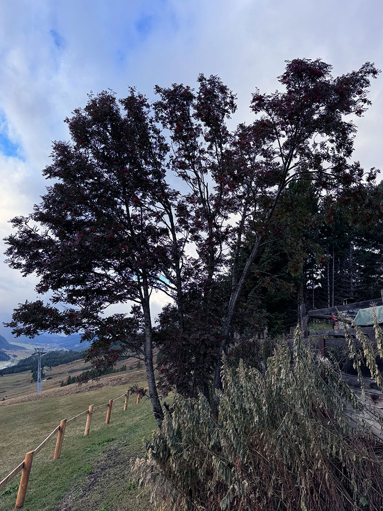 Baumfoto
