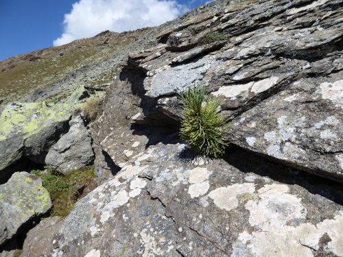 photo of Pinus cembra