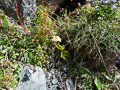 Plant photo