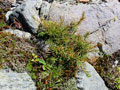 Plant photo