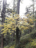 Plant photo