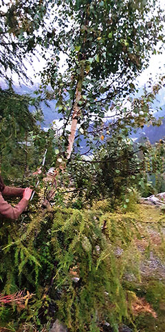 Plant photo