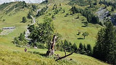 Plant photo