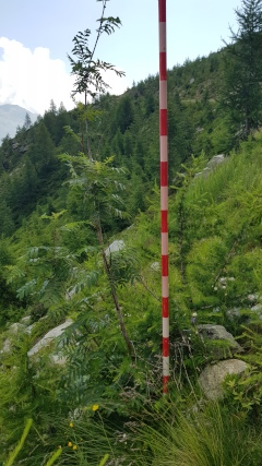 Plant photo