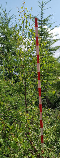 Plant photo