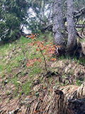 Plant photo