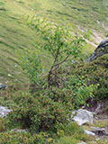 Plant photo