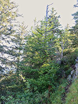 Plant photo