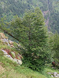 Plant photo