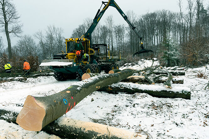 Foto Evoluzione delle risorse boschive e legnose