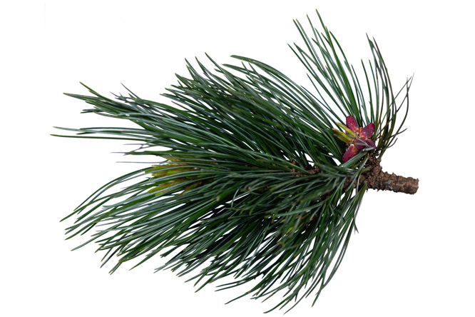 Ramo Pino cembro (Pinus cembra)