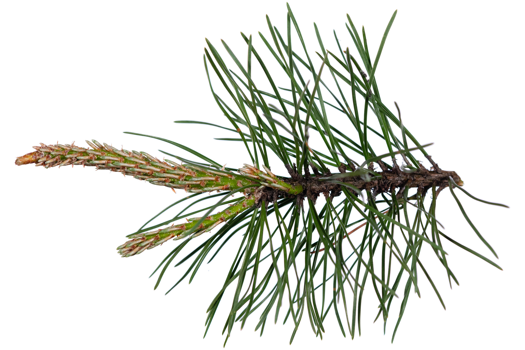 Ast Bergföhre (Pinus mugo subsp. uncinata)