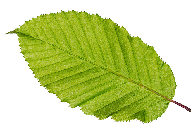 Blatt Hagebuche (Carpinus betulus)