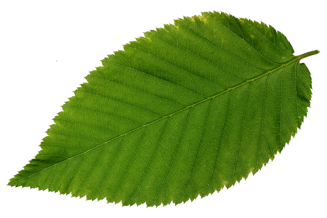Feuille Charme-houblon (Ostrya carpinifolia)