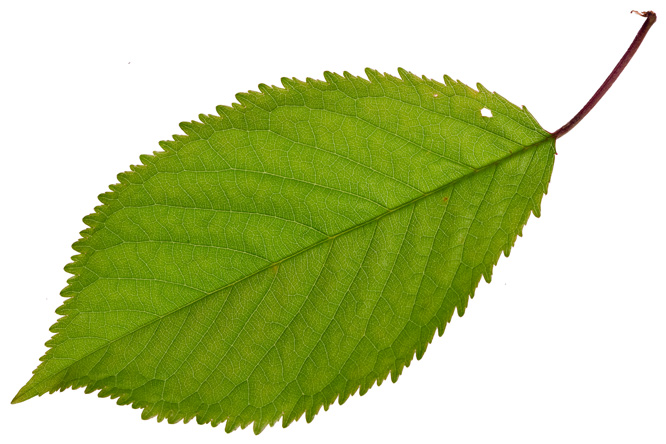 Blatt Kirschbaum (Prunus avium)