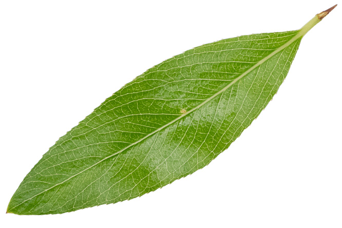 Blatt Weiden (Salix spp.)