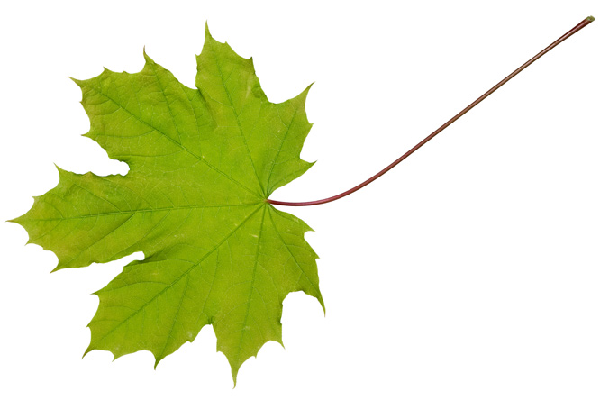 Blatt Spitzahorn (Acer platanoides)