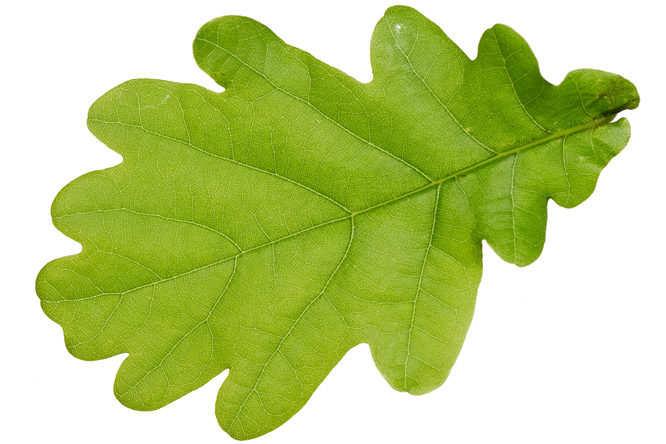 Blatt Stieleiche (Quercus robur)