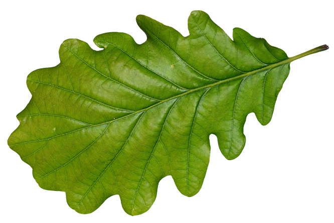 Blatt Traubeneiche (Quercus petraea)