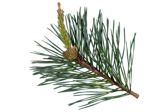 Branche Pin sylvestre (Pinus sylvestris)