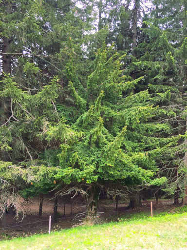 Photo of the highest yew tree
